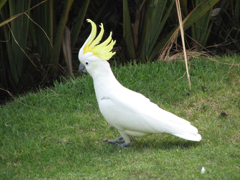 Sulphur Crested Cockatoo